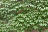Parthenocissus tricuspidata (Siebold & Zucc.) Planch.