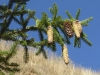 Picea abies (L.) H.Karst subsp. abies