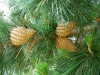 Pinus radiata D.Don
