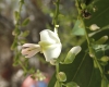 Sophora japonica L.
