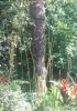 Trachycarpus fortunei ? 1 de 3