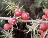 Juniperus oxycedrus L.