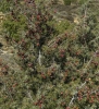 Juniperus oxycedrus L. subsp. badia (H. Gay) Debeaux