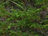 Juniperus sabina ? 2/2