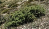 Juniperus communis L. subsp. hemisphaerica (C. Presl) Nyman