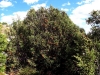 Juniperus phoenicea L. subsp. phoenicea