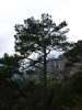 Pinus cf. pinaster Aiton