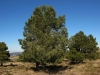 Pinus nigra J.F. Arnold subsp. salzmannii (Dunal) Franco