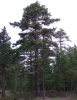 Pinus sylvestris x Pinus uncinata