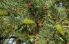 Pinus sylvestris L.