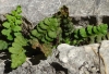 Asplenium petrarchae (Guérin) DC. subsp. petrarchae