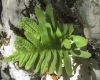 Polypodium cambricum L. subsp. cambricum