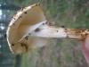 Echinoderma asperum (Pers.) Bon 1991