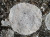 Aspicilia calcarea (L.) Mudd