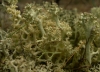 Cladonia portentosa (Dufour) Coem (=Cladina portentosa)