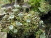 Cladonia pyxidata (L.) Hoffm.