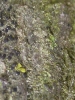 Micarea peliocarpa (Anzi) Coppins