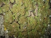 Parmelia glabra (Schaerer) Nyl