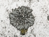 Phaeophyscia orbicularis (Necker) Moberg
