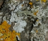 Xanthoria parietina, Physcia aipolia, Ramalina cf. fraxinea