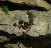Podarcis liolepis