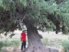 Juniperus oxycedrus 1 de 2.