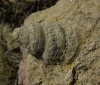 Gastropoda - Prosobranchia